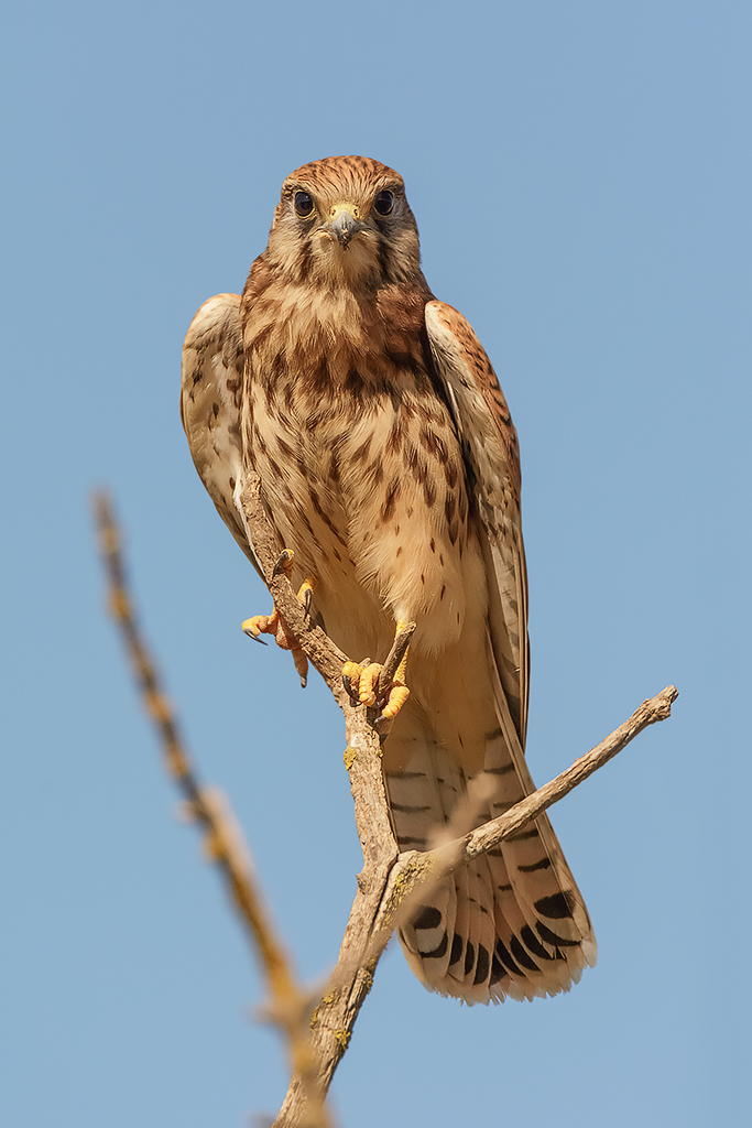 Faccia a faccia col gheppio