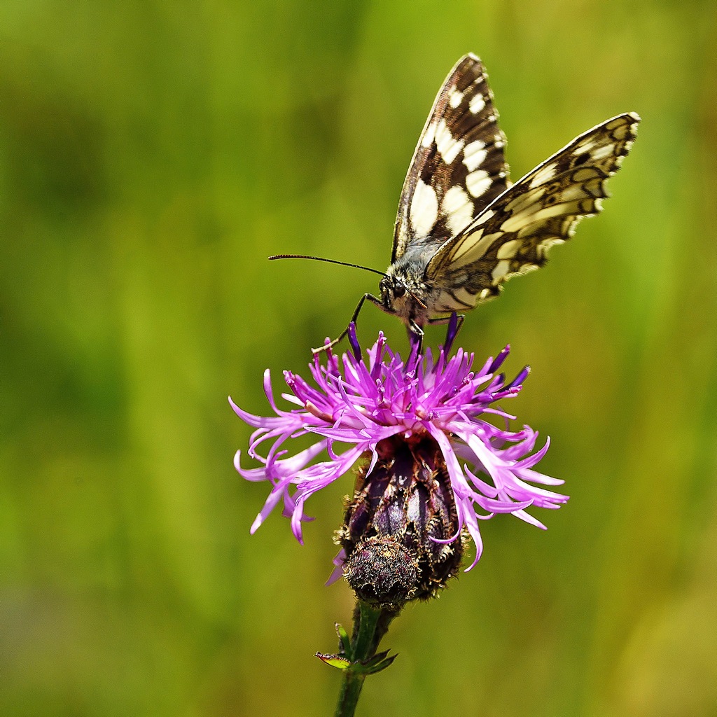 Melanargia Galathea 2
