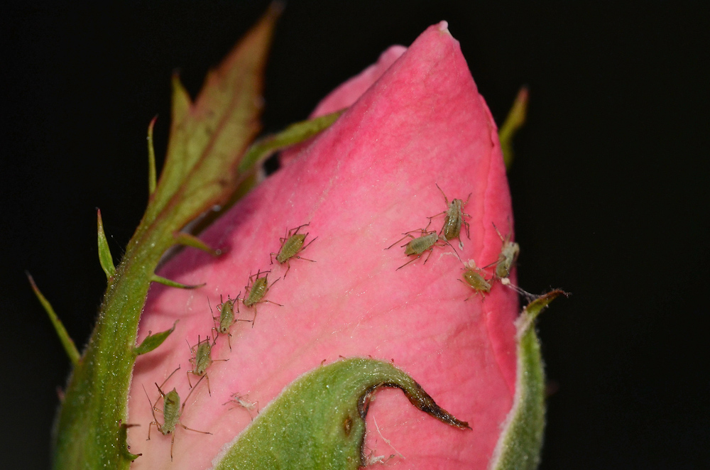 Afidi su bocciolo di rosa