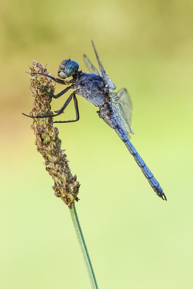 Orthetrum coerulescens