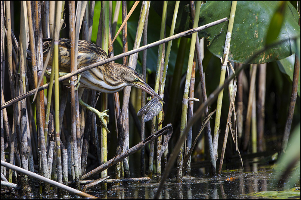 Il giovane e la libellula