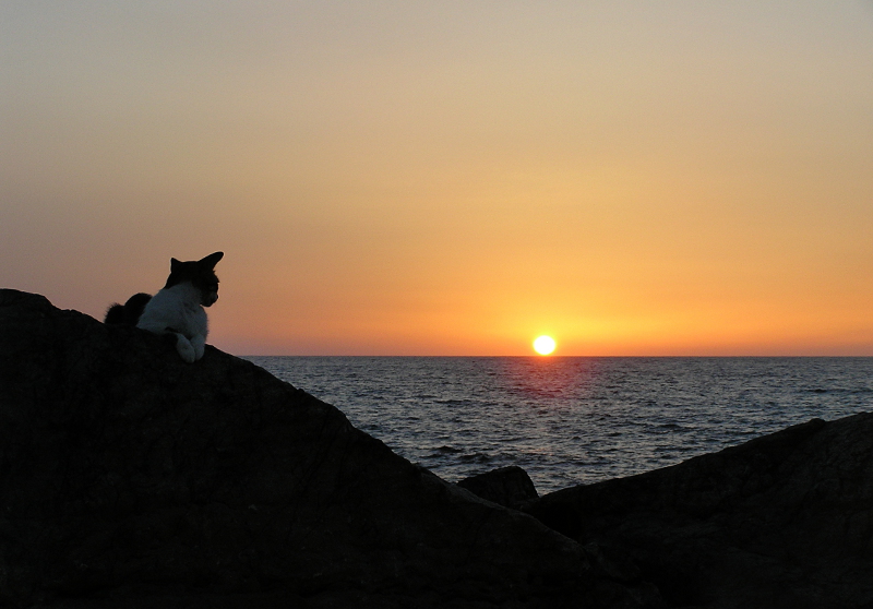 The cat love sunset