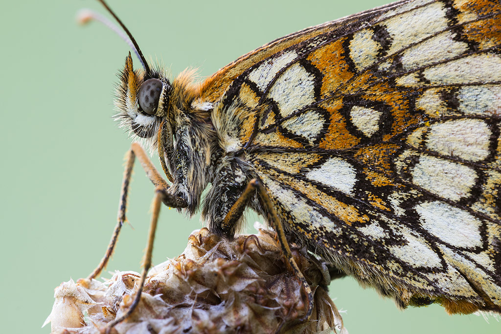 Melitaea athalia