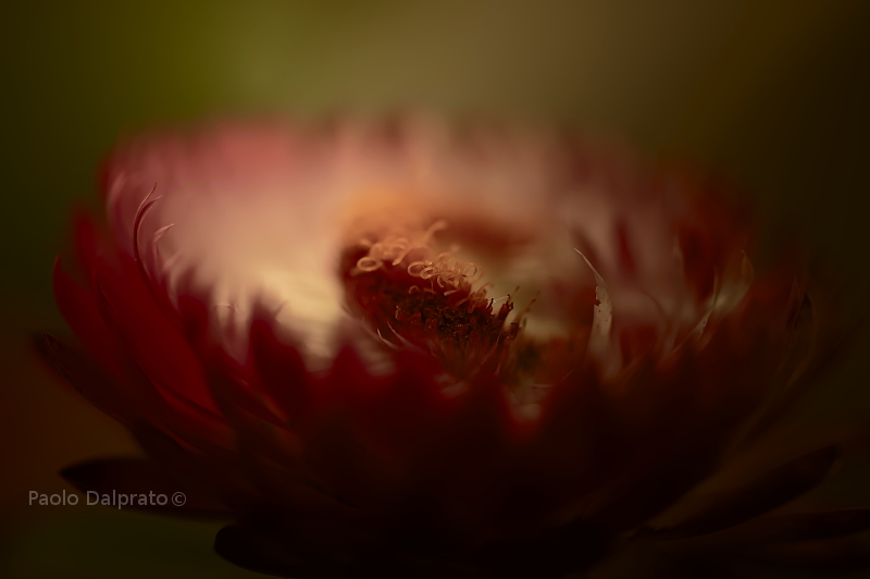 Non faccio foto di fiori