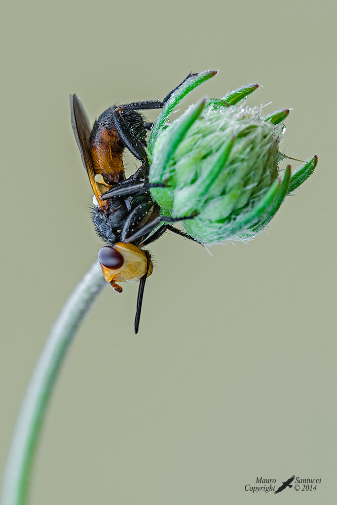 Melanosoma bicolor (Conopidae)