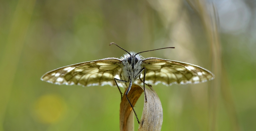 Distesa ad asciugare