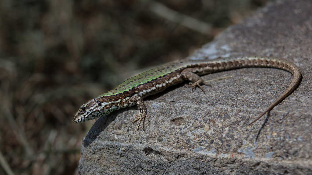 pi� forte nn ti sento!