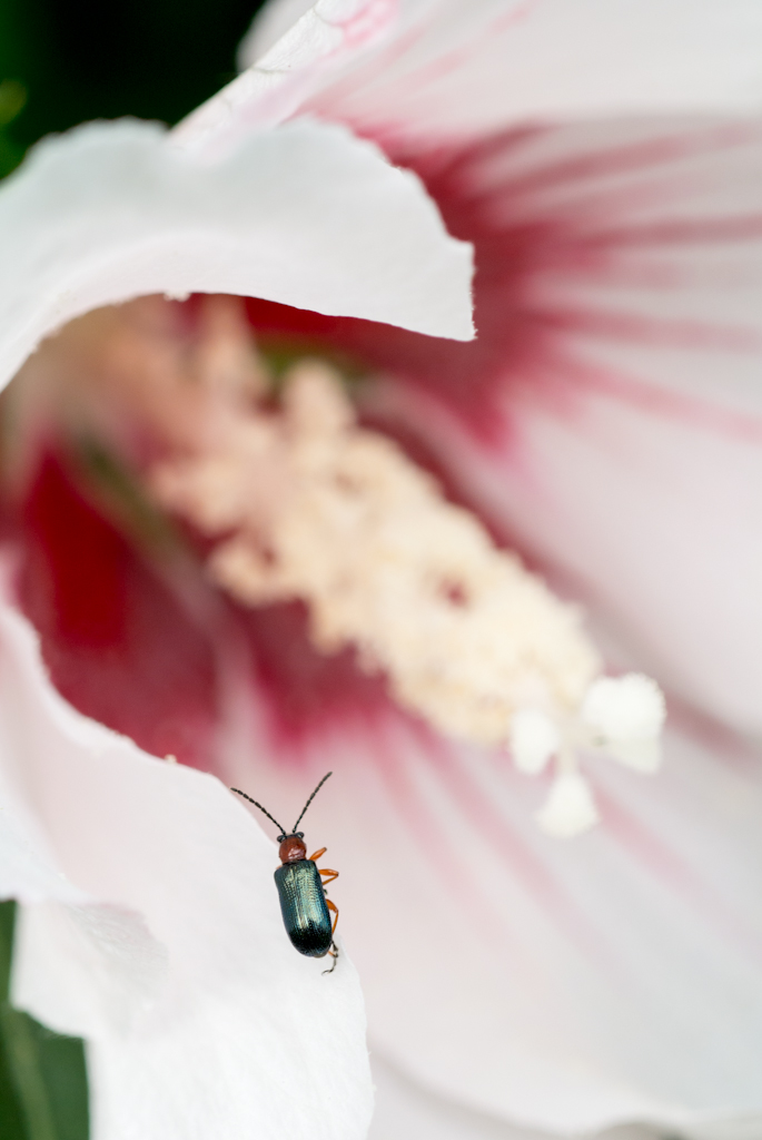 Quanto � grande il mondo!