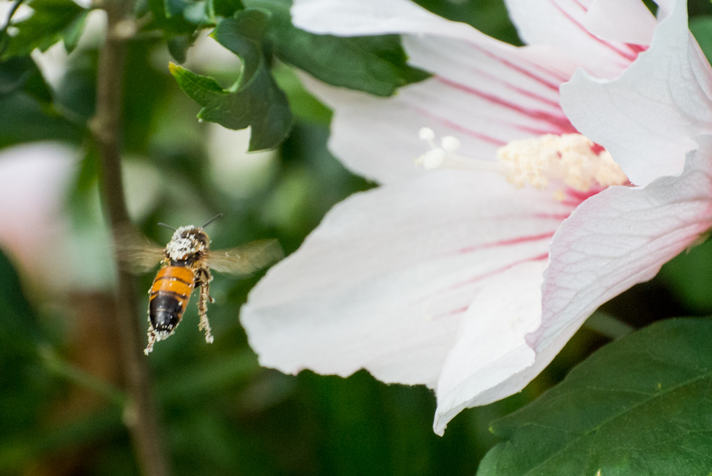 Bee in flight