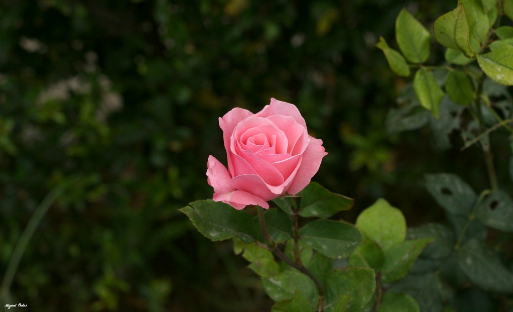 Rosa