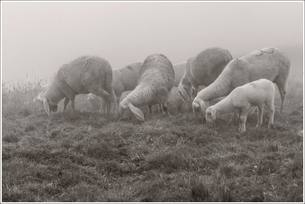 Nebbia sugli alti pascoli.