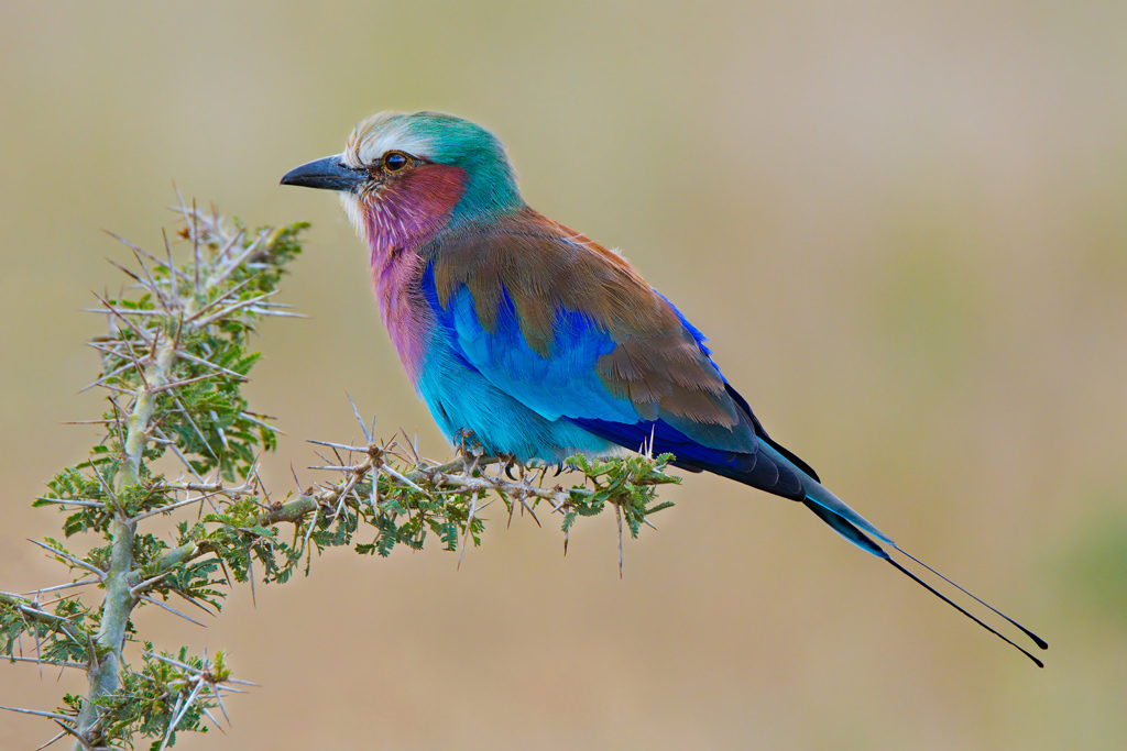 Ghiandaia marina pettolilla ( rifatta )