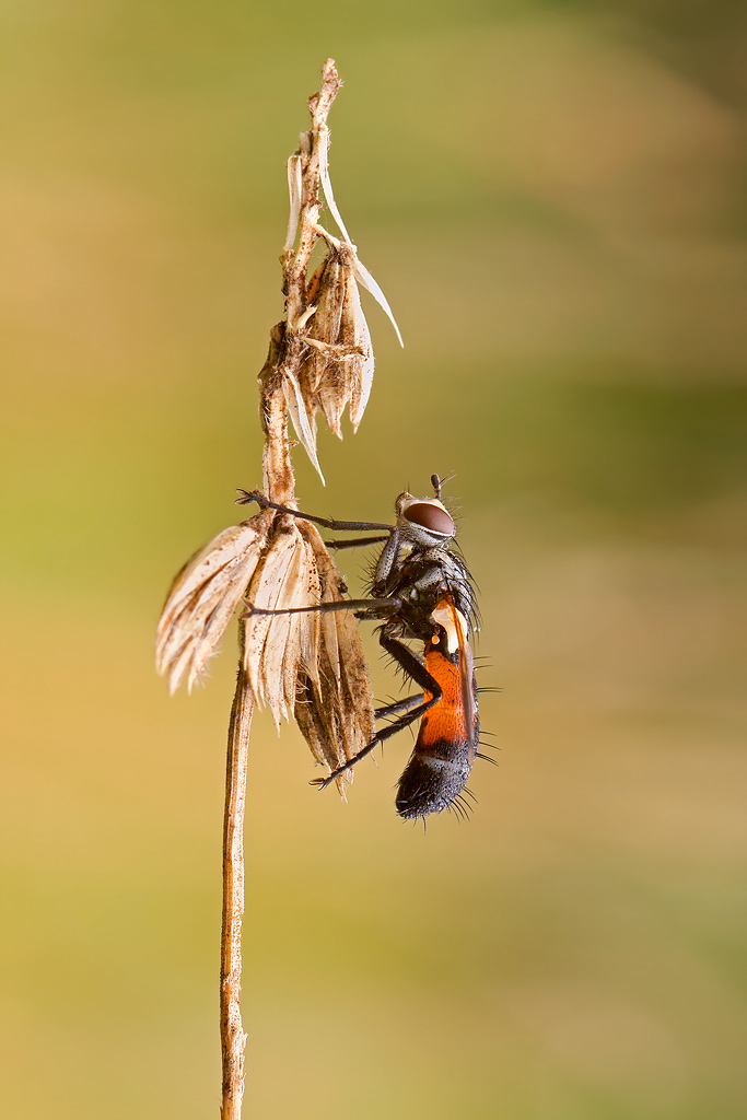 cylindromya brassicaria
