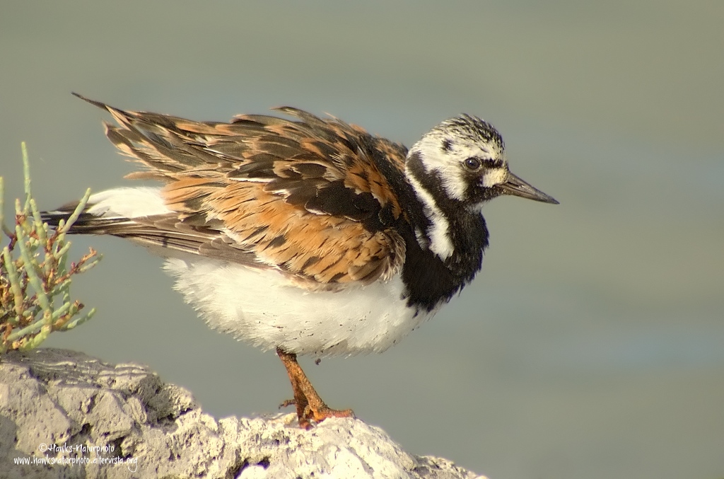 Voltapietre in abito