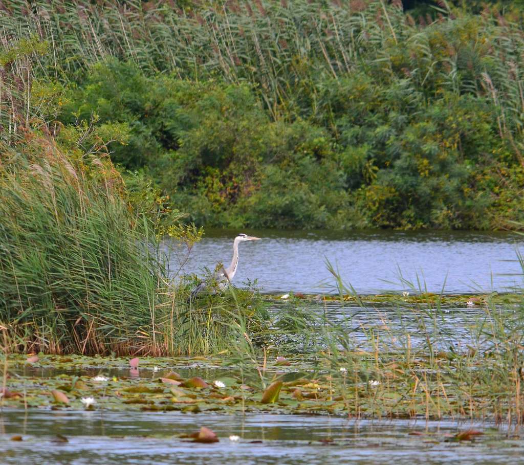 aironi (grigio e rosso)
