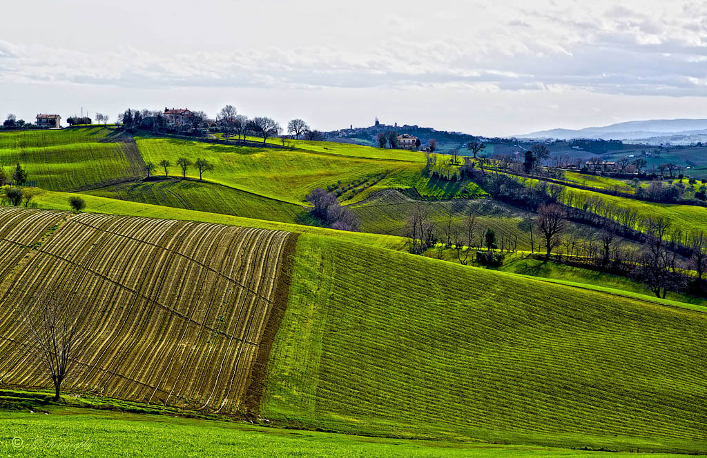 Colline di Marca