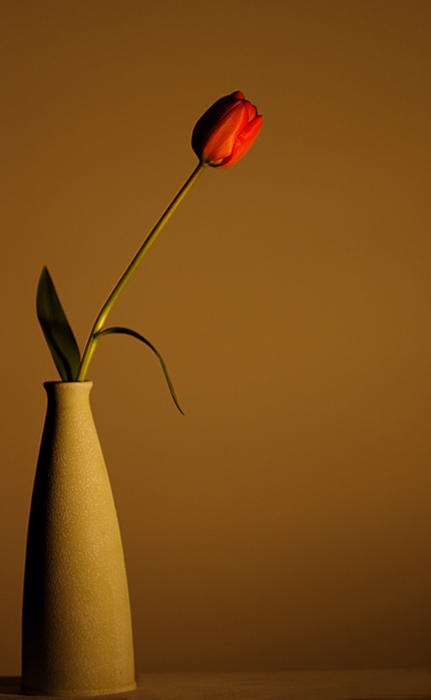 Flower and soft light