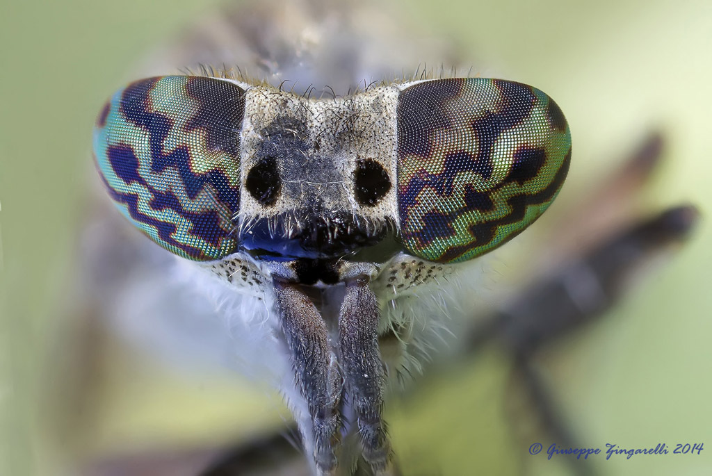 Ti osservo ... da molto vicino .....