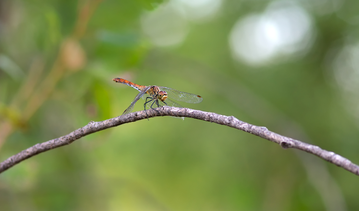 Libelluca con Sony nex6 + ottica vintage
