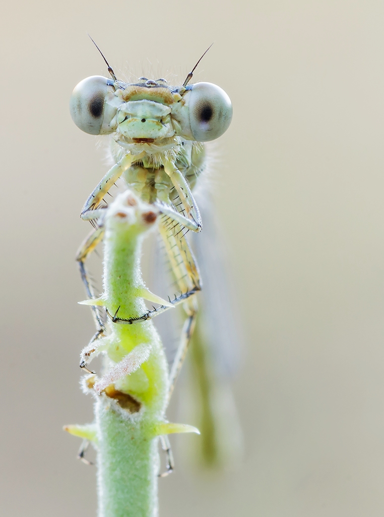 Primo piano di damigella...