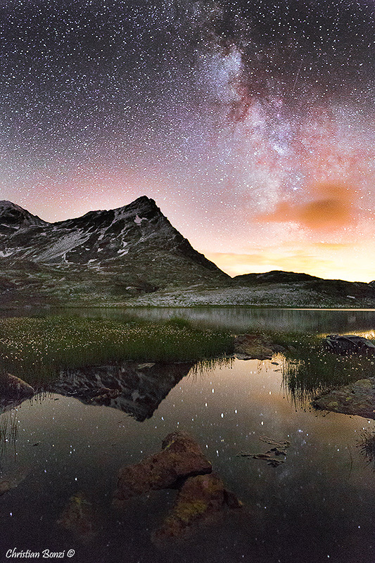 Starry Gavia