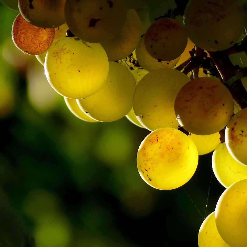 *** Blanc de blanc ***