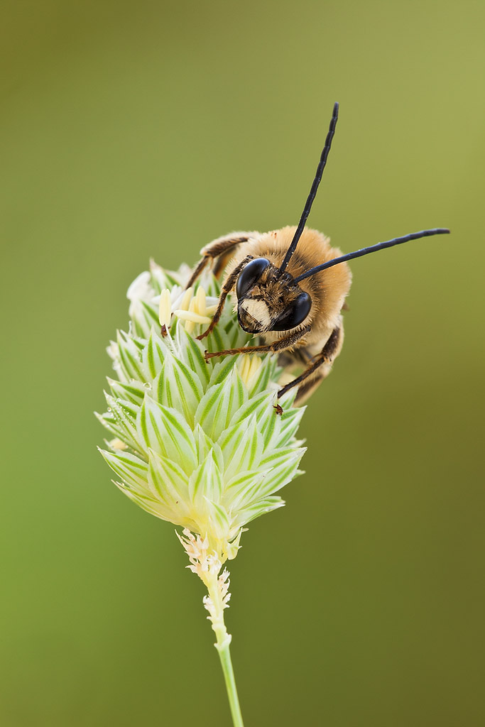 Eucera sp.