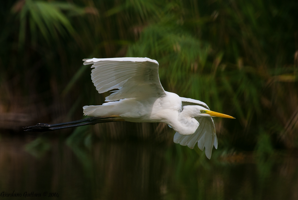 Airone bianco maggiore