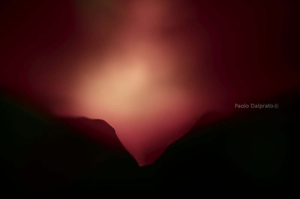 Non faccio foto di fiori