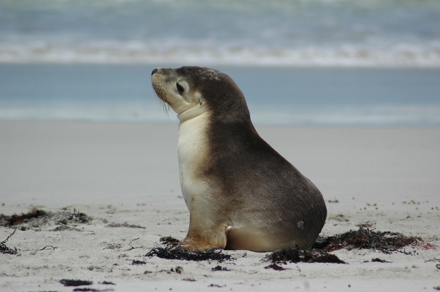 Sono un piccolo leone...