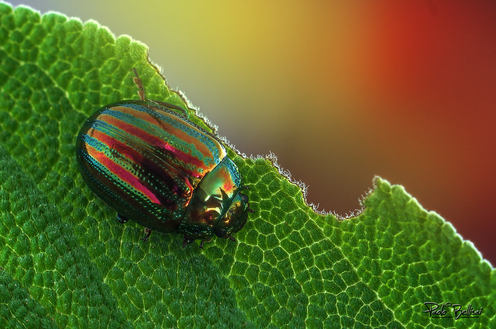 an explosion of colors