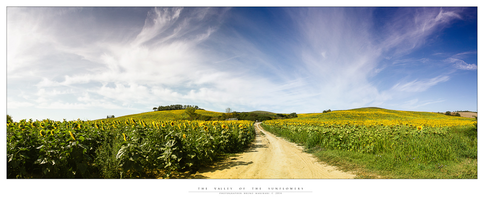 The valley of te sunflowers