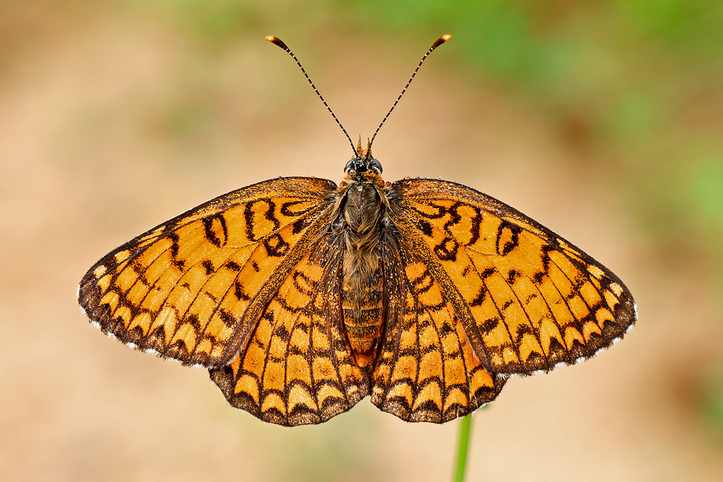 Melitea: pronta al volo