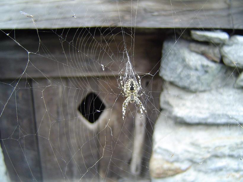 ragno in attesa di cibo !!!!!