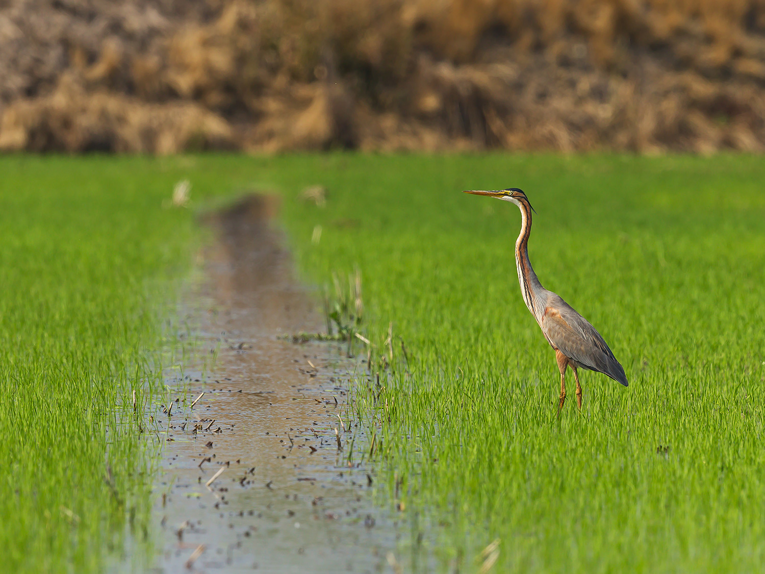 Airone Rosso - ambientato