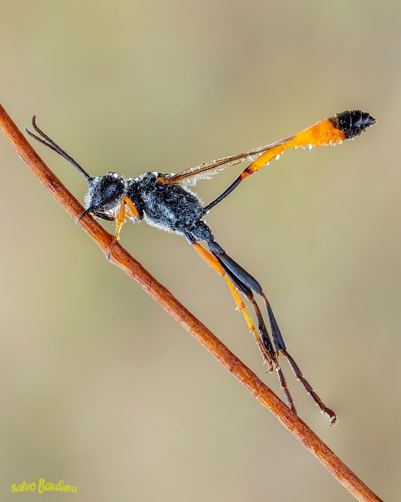 Ammophila procera...