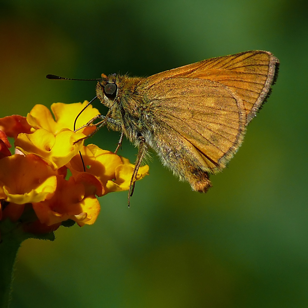 *** Golden butterfly ***