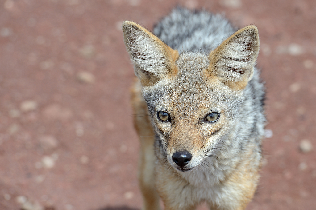 Sciacallo - Serengeti (Tanzania)