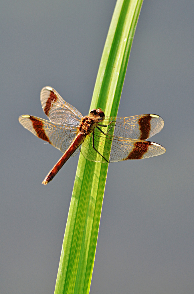 Sympetrum pedemontanum
