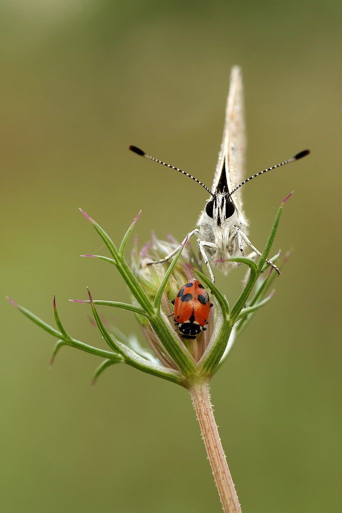 Close up portafortuna