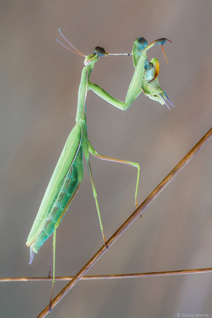 La bocca sollev� dal fiero pasto