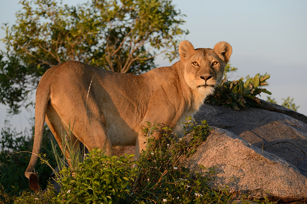 Leonessa - Serengeti (Tanzania)
