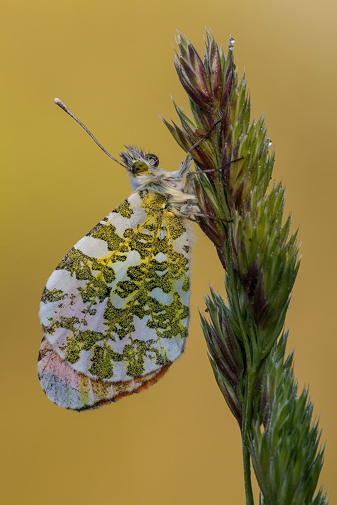 Anthocharis cardamines