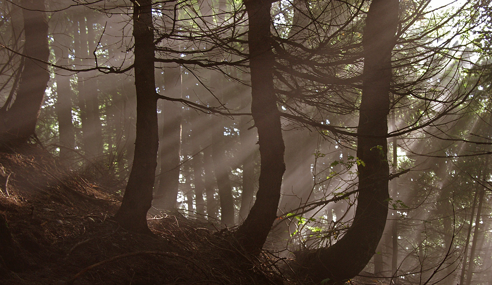 Prime luci nel bosco