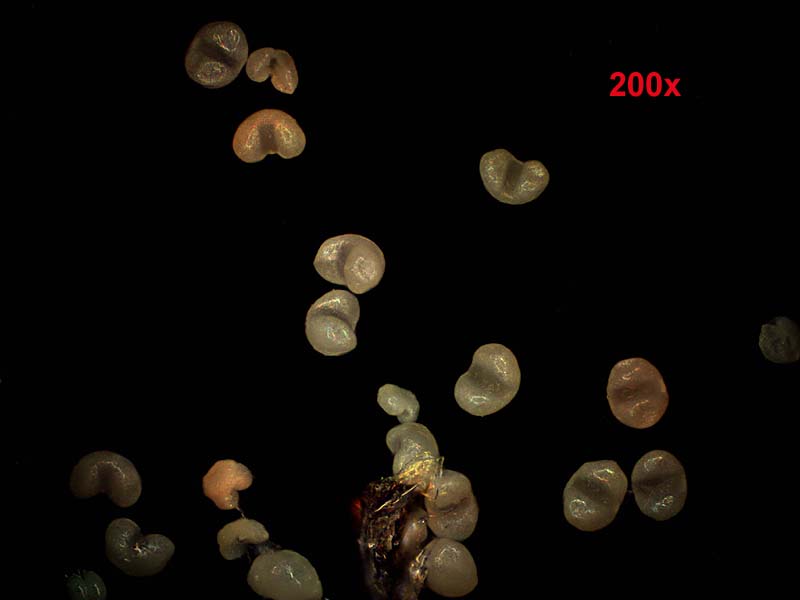 Polline di Cedro atlantico