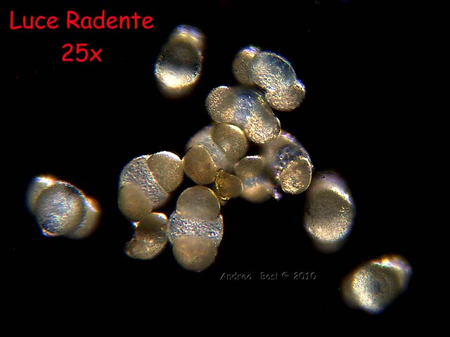 Polline di Pino da pinoli