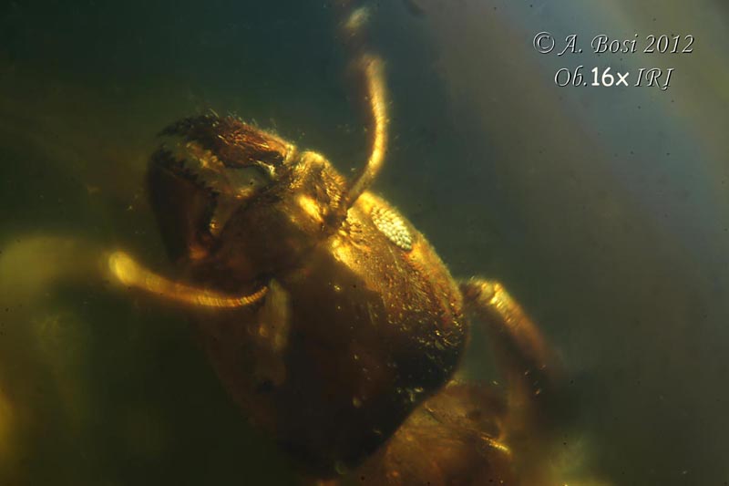 Formica in Ambra fossile