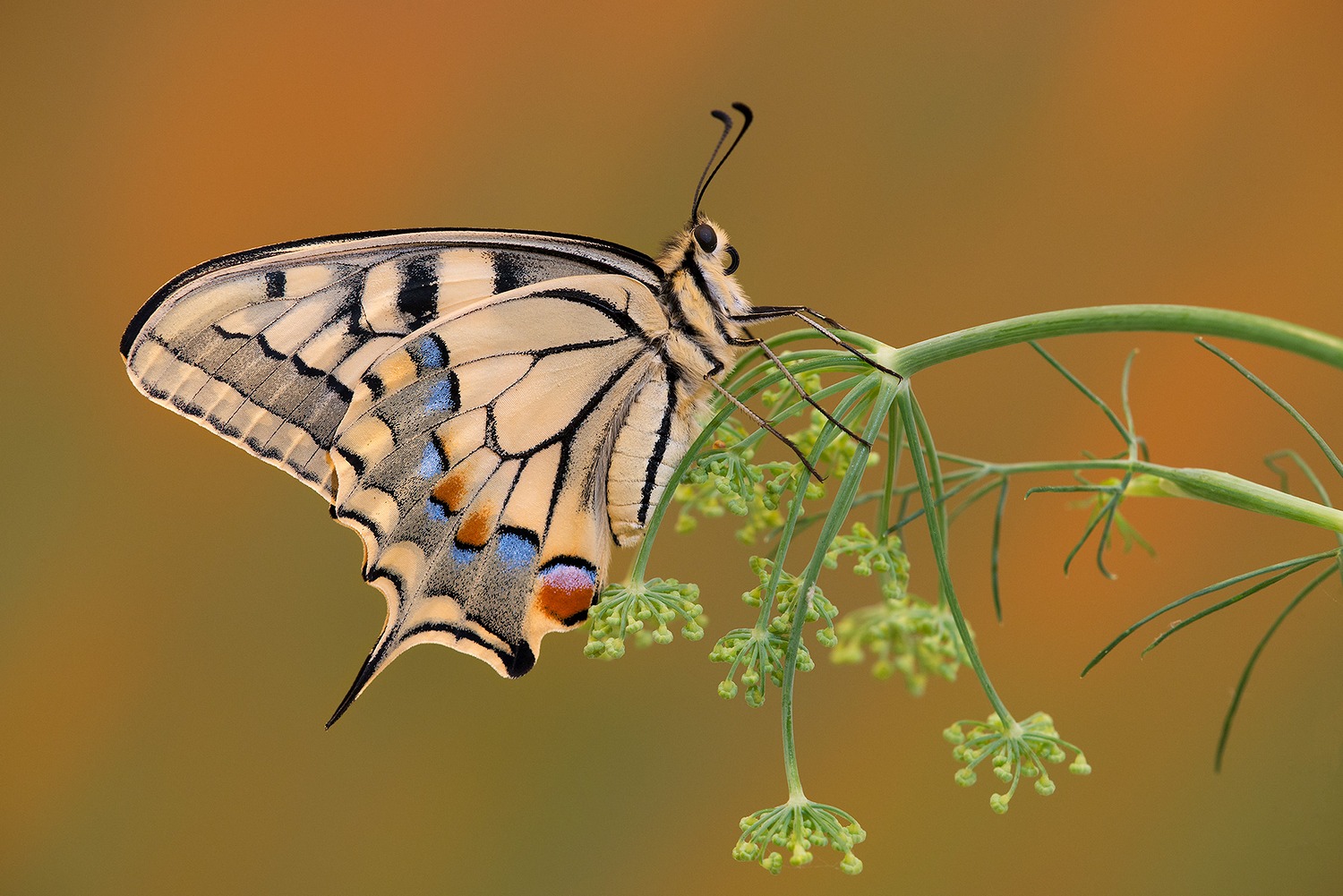 Papilio machaon