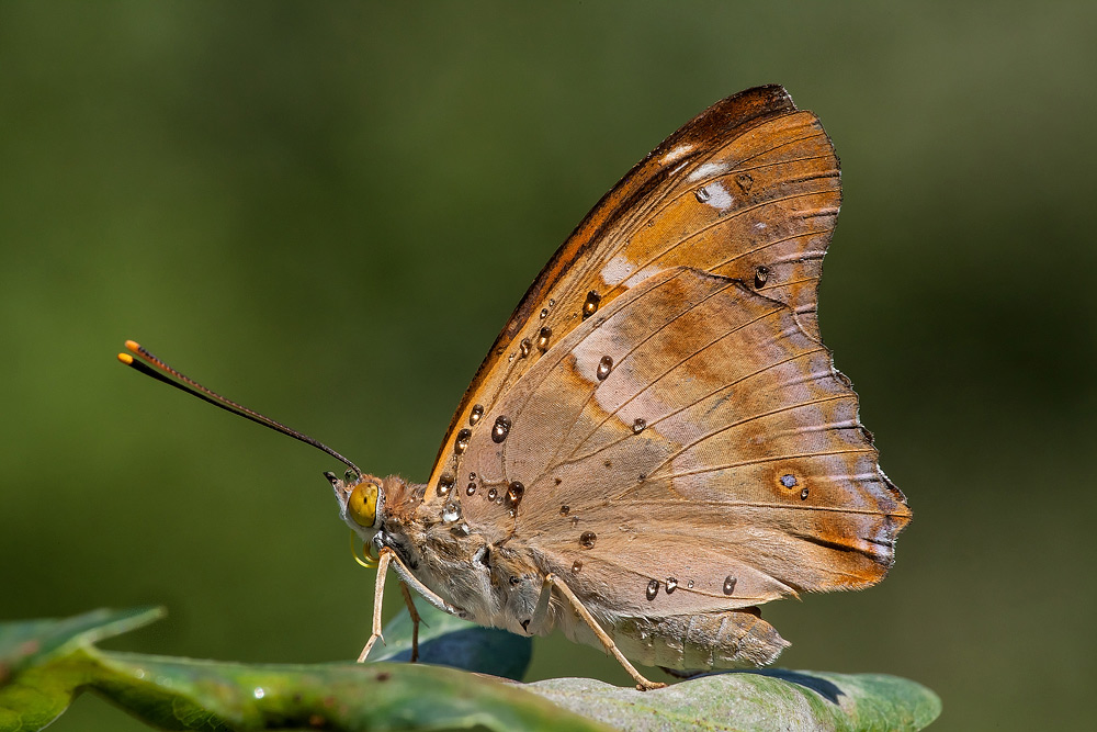 Apatura ilia