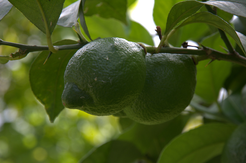 Limoni